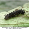 argynnis alexandra iran larva l3